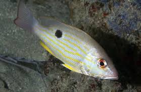Image result for Lutjanus synagris
