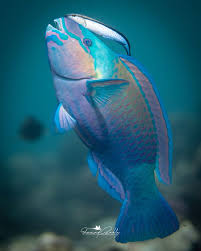 Image result for Chlorurus sordidus