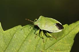 Attēlu rezultāti vaicājumam “Palomena prasina imago”