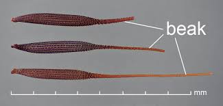 Attēlu rezultāti vaicājumam “Hypochaeris radicata fruit”