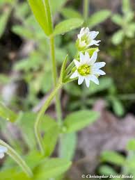 Attēlu rezultāti vaicājumam “Cerastium sylvaticum”