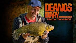 Image result for Tinca tinca