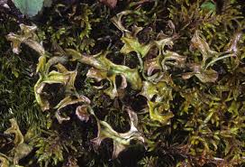 Attēlu rezultāti vaicājumam “Cetraria islandica”