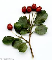 Attēlu rezultāti vaicājumam “Crataegus laevigata”