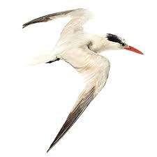 Image result for Gelochelidon nilotica