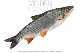 Image result for Chondrostoma nasus