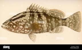 Image result for Epinephelus striatus