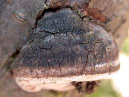 Attēlu rezultāti vaicājumam “Phellinus pomaceus”