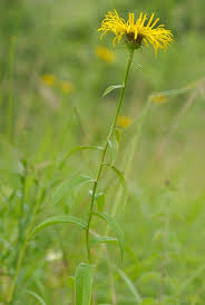 Attēlu rezultāti vaicājumam “Inula salicina leaf”