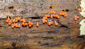 Attēlu rezultāti vaicājumam “Hemitrichia calyculata”