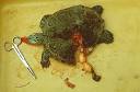 NORTHERN DIAMONDBACK TERRAPIN CONSERVATION