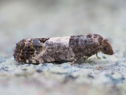 Attēlu rezultāti vaicājumam “Spilonota ocellana”