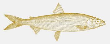 Image result for Coregonus artedi