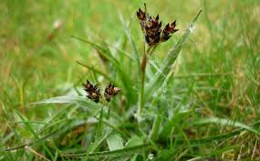 Attēlu rezultāti vaicājumam “Luzula campestris”