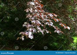 Attēlu rezultāti vaicājumam “Fagus sylvatica fo. purpurea flower”