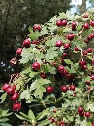 Attēlu rezultāti vaicājumam “Crataegus monogyna subsp. nordica”