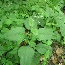 Attēlu rezultāti vaicājumam “Circaea lutetiana bud”