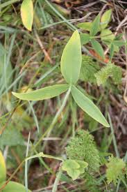 Attēlu rezultāti vaicājumam “Trifolium montanum leaf”