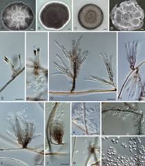 Attēlu rezultāti vaicājumam “Hyphodiscus hymeniophilus”