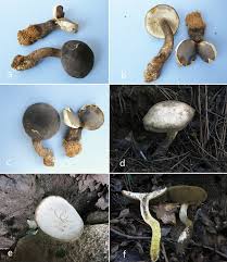 Attēlu rezultāti vaicājumam “Boletales”