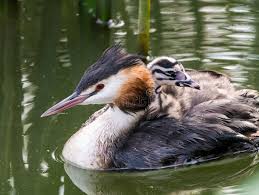 Attēlu rezultāti vaicājumam “Podiceps cristatus adult”