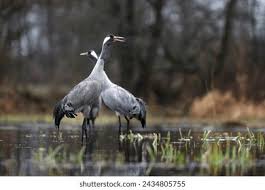 Attēlu rezultāti vaicājumam “Grus grus”