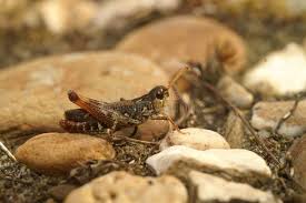 Attēlu rezultāti vaicājumam “Myrmeleotettix maculatus”