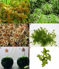 Attēlu rezultāti vaicājumam “Sphagnum squarrosum sporophyte”