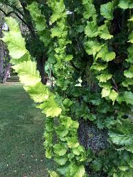 Attēlu rezultāti vaicājumam “Ulmus x hollandica”