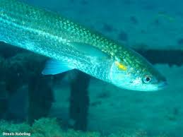 Image result for Chelon saliens