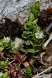 Attēlu rezultāti vaicājumam “Arenaria serpyllifolia”