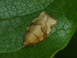 Attēlu rezultāti vaicājumam “Pandemis cerasana”