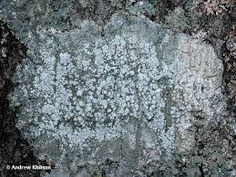 Attēlu rezultāti vaicājumam “Pertusaria amara”