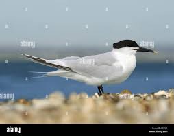 Attēlu rezultāti vaicājumam “Sterna sandvicensis adult”