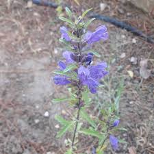 Image result for Dracocephalum moldavicum