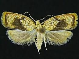 Attēlu rezultāti vaicājumam “Acleris forsskaleana”