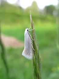 Attēlu rezultāti vaicājumam “Elachista argentella”