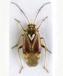 Attēlu rezultāti vaicājumam “Lygus pratensis imago”