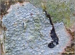 Attēlu rezultāti vaicājumam “Thelotrema lepadinum”