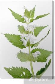 Attēlu rezultāti vaicājumam “Lamium album”