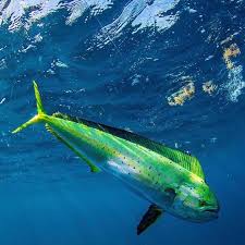 Image result for Coryphaena hippurus