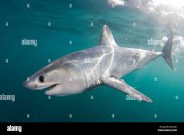 Image result for Lamna nasus