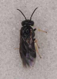 Attēlu rezultāti vaicājumam “Licea pygmaea”