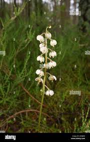 Attēlu rezultāti vaicājumam “Pyrola media”