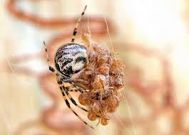 Attēlu rezultāti vaicājumam “Theridiidae”