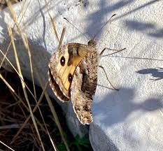 Attēlu rezultāti vaicājumam “Hipparchia alcyone underside”