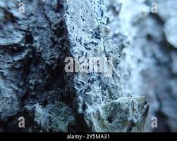 Attēlu rezultāti vaicājumam “Alyxoria varia”