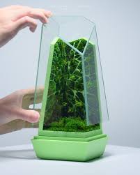 Attēlu rezultāti vaicājumam “Schistostega pennata”