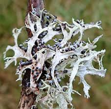 Attēlu rezultāti vaicājumam “Didymium bahiense stalked”