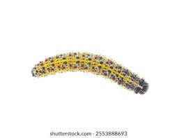 Attēlu rezultāti vaicājumam “Pieris brassicae larva”